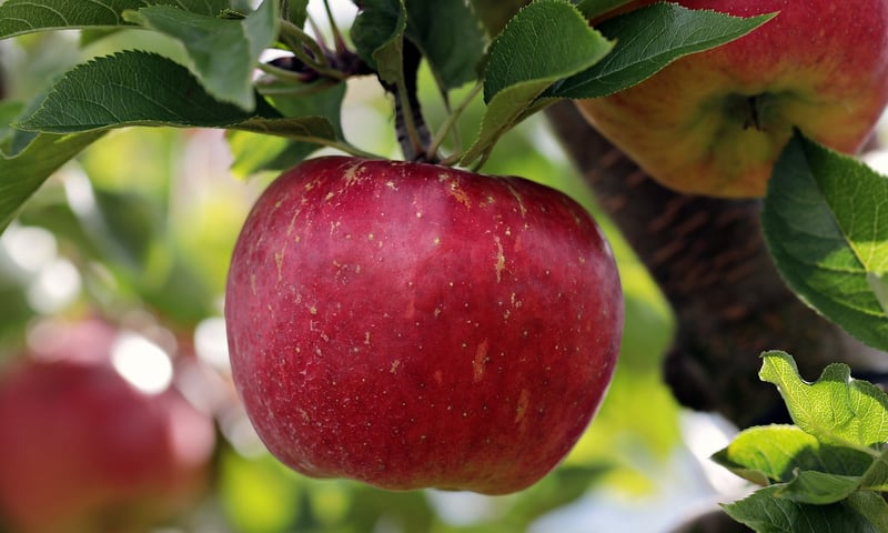 Apple Inc. Logo